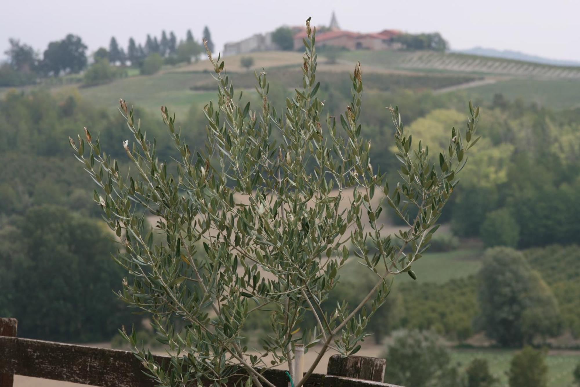 Cascina Fazioli Villa Alfiano Natta Kültér fotó